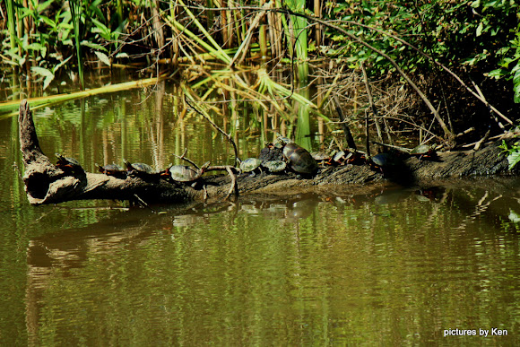 Spotting Image 1