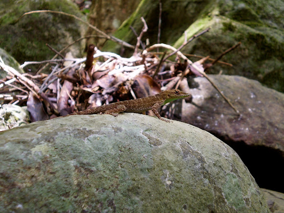 Spotting Image 1