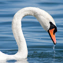 Mute Swan
