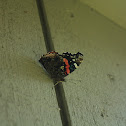 Red Admiral