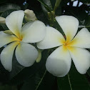 Plumeria