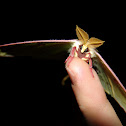 Luna Moth