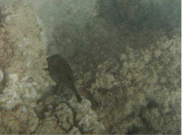 Spotting Image 1