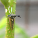 Thorn Mimic Treehopper