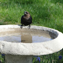 Brown-headed Cowbird (male)