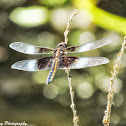 Widow Skimmer