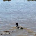 American Coot