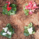 Cyclamen flowers