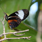 Cydno Longwing