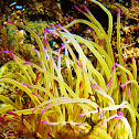 Snakelocks anemone (Wachsrose)