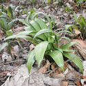 Bear Leek?