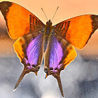 Purple-stained Daggerwing  Butterfly