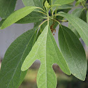 Sassafras, White Sassafras, Red Sassafras, or Silky Sassafras