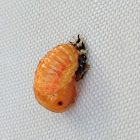 Multicolored Asian Lady Beetle Pupa