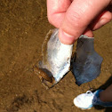 Cray fish