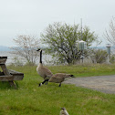 Canada goose