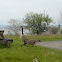Canada goose