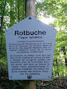 Rotbuche
