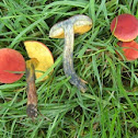 coral red lawn bolete