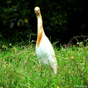 Cattle Egret