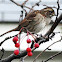 Savannah Sparrow