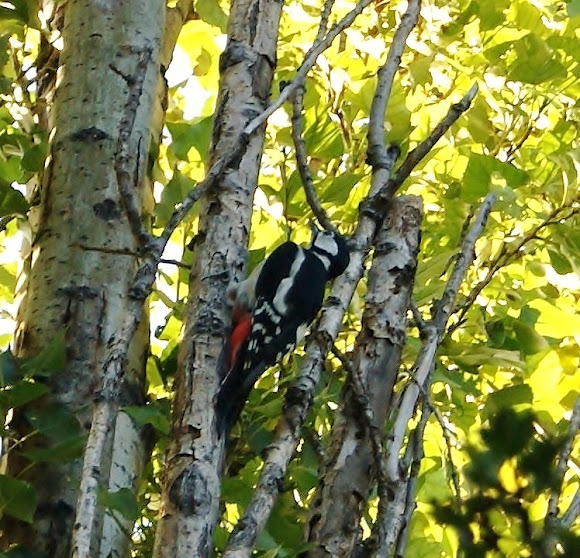 Spotting Image 1