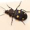Yellow-spotted Ground Beetle