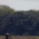 Bubulcus ibis