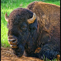 American bison