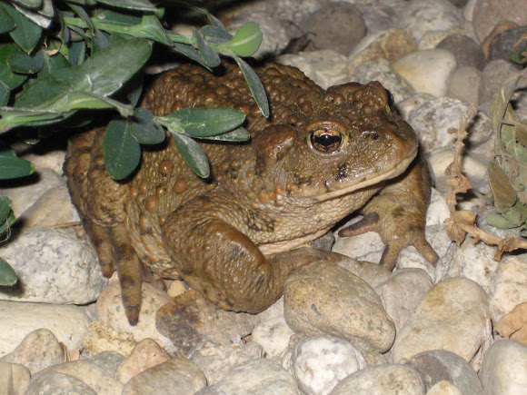 Spotting Image 1