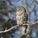 Barred Owl