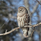 Barred Owl