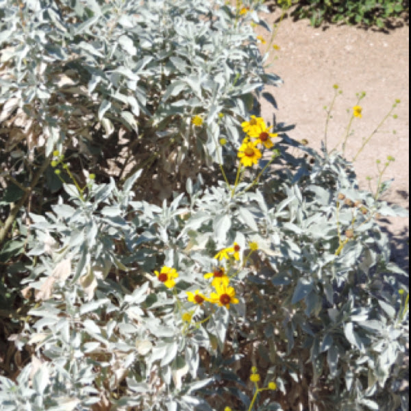 Brittlebush Project Noah