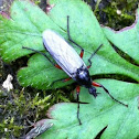 Heather fly