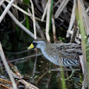 Sora