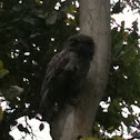Tawny Frogmouth