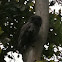 Tawny Frogmouth