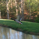 Mallard Duck