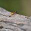 Wasp