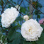 Tea rose