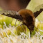 Bombylius major
