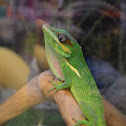 Knight Anole