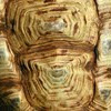 Shell Mosaic