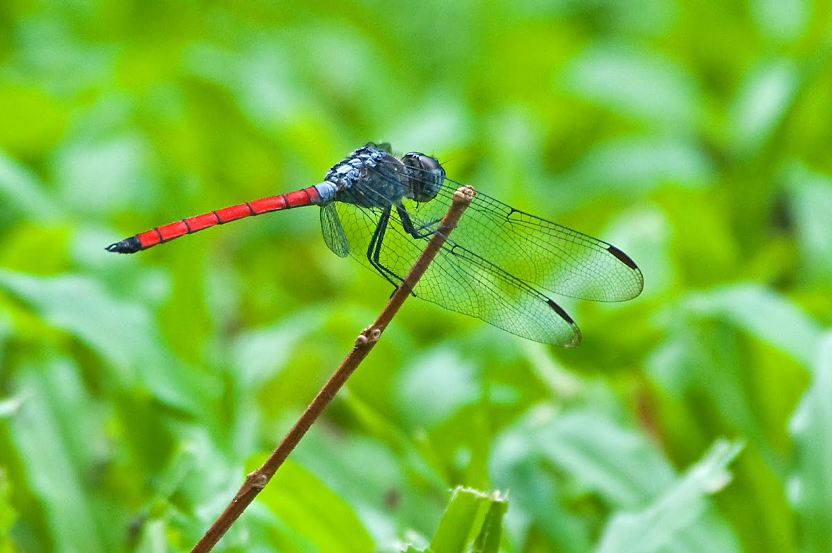 Scarlet Grenadier (male)