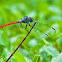 Scarlet Grenadier (male)