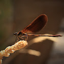Copper Demoiselle