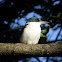 White-collared Kingfisher