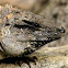 Black spiny-tailed iguana, male