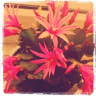 easter cactus
