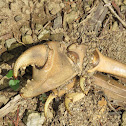 Crab